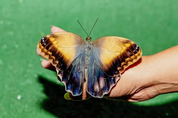 Caligo memnon butterfly sits on her hand with her wings spread