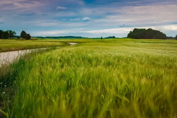 Calm And Flat Landscape of Summer Countryside Meadow
