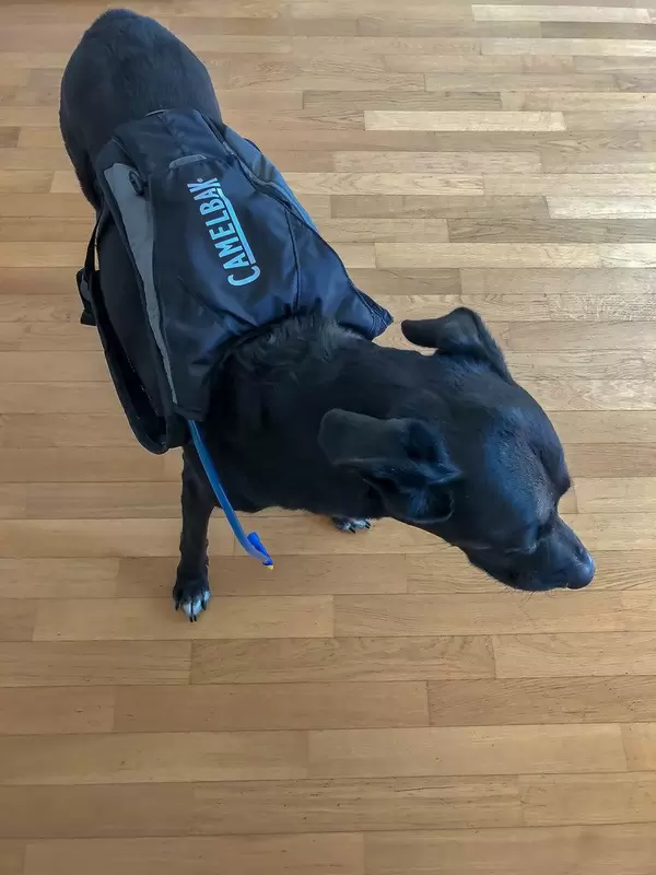 Camelbak Trinksystem auf dem Rücken eines Hunds