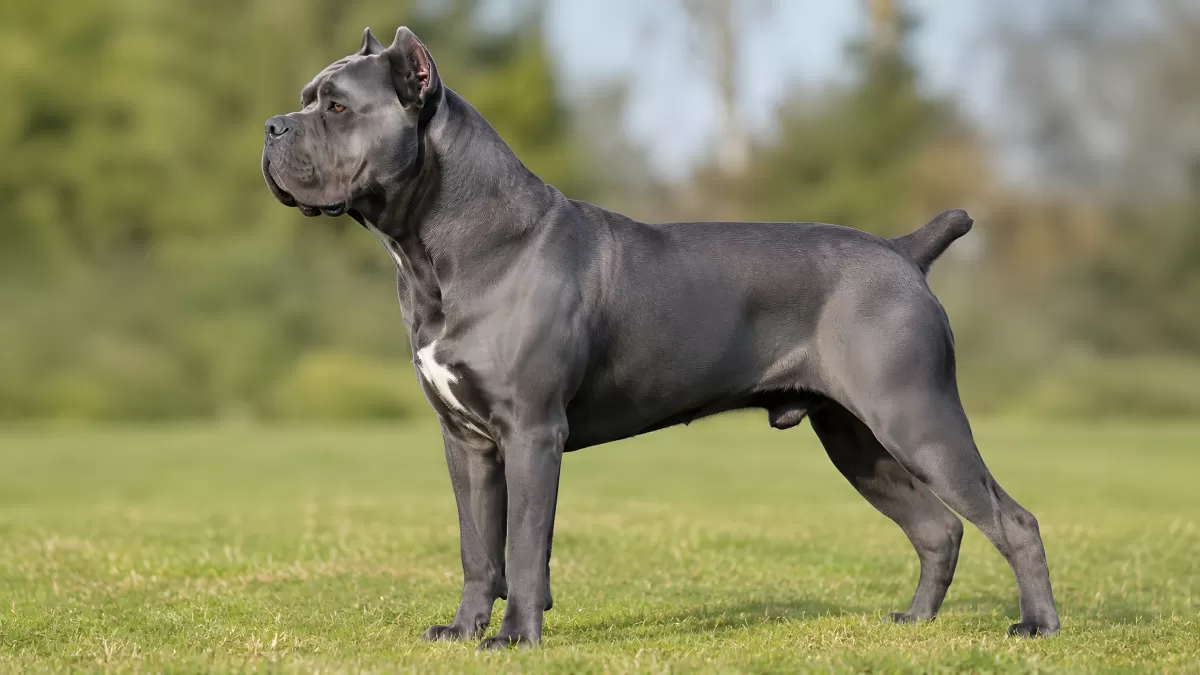 Cane Corso in Blaugrau steht stolz auf grüner Wiese