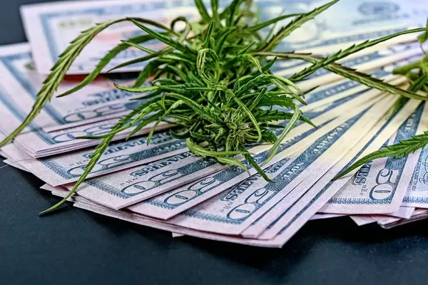 Cannabis grass on a pile of dollars