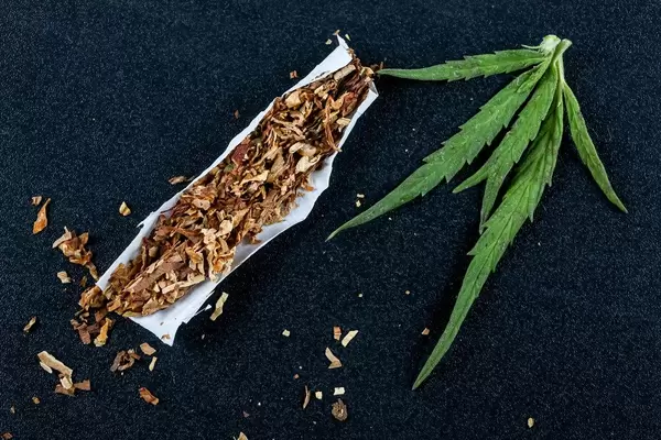 Cannabis leaves and preparation of cigarettes on black background, top view
