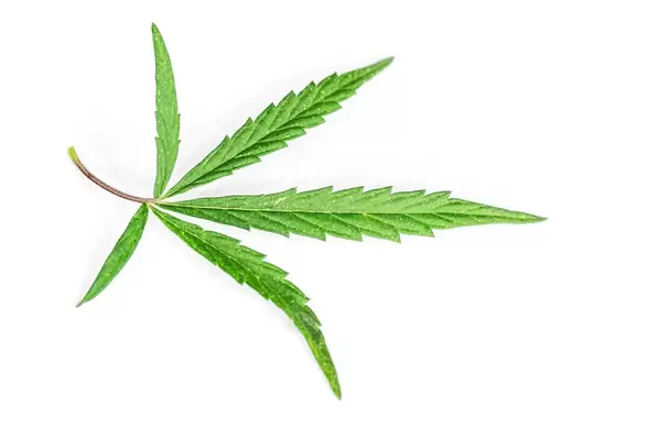 Cannabis leaves on white background