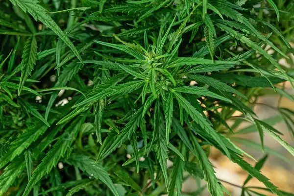 Cannabis plant in nature. Growing medical marijuana