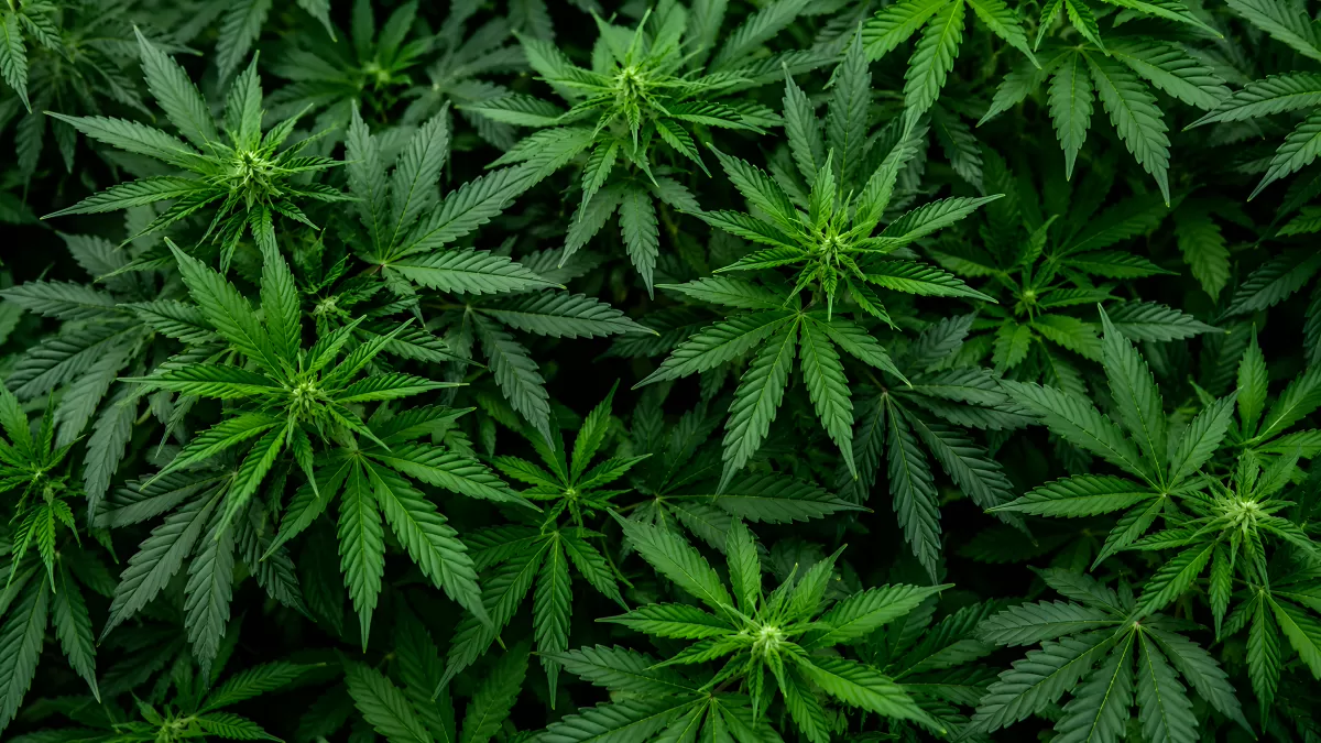 Cannabispflanzen von oben – sattes Grün in Nahaufnahme