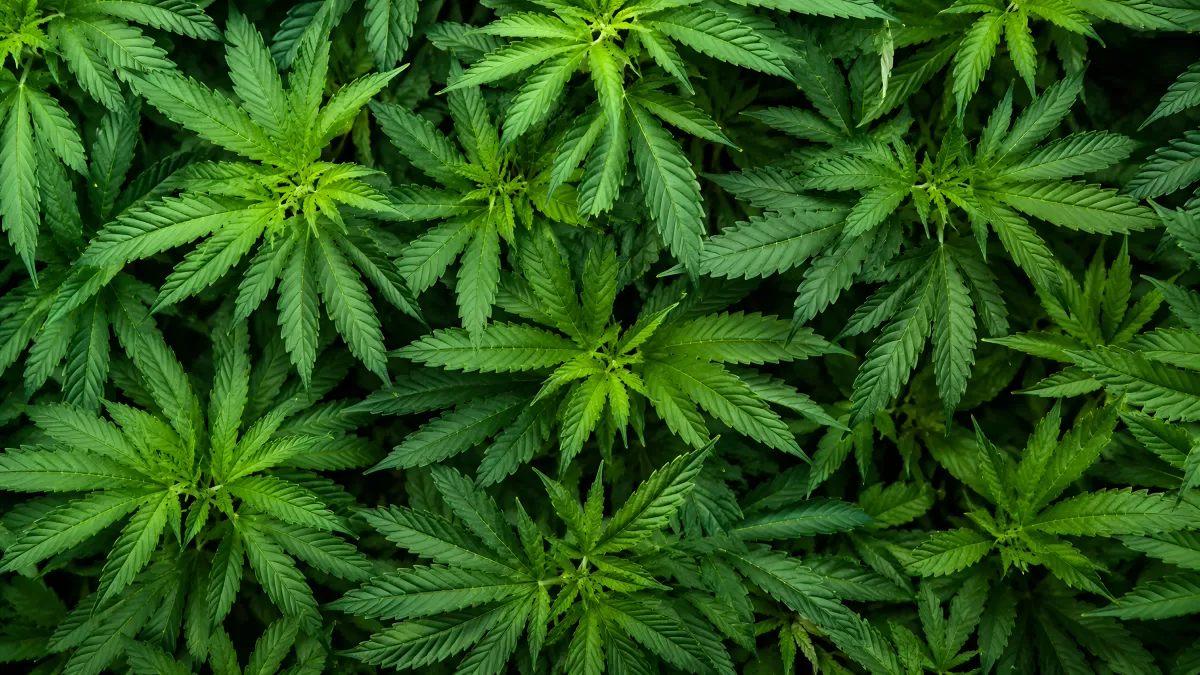 Cannabispflanzen von oben – üppiges grünes Blätterdach