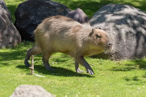 Capybara - Hydrochoerus hydrochaeris