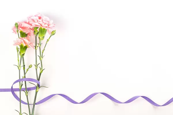 Carnation flowers with purple ribbon on white and free space