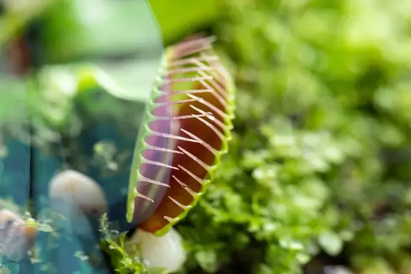 Carnivorous plant. Flytrap ( Dionaea muscipula )