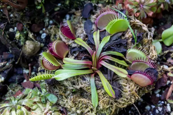 Carnivorous Plants in Cloud Forest