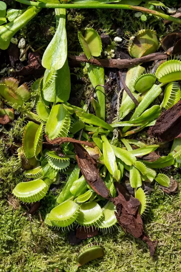 Carnivorous Plants