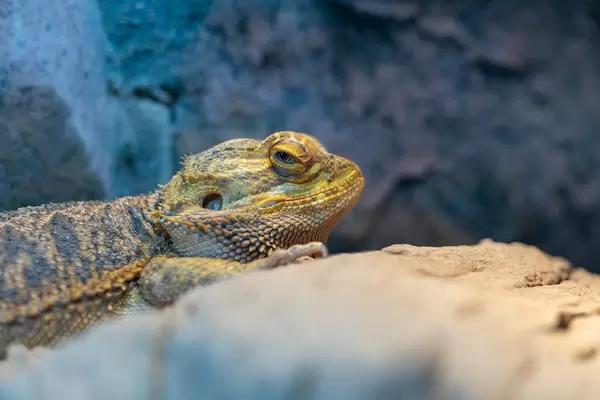 Central Bearded Dragon animal on the stone