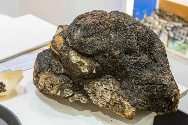 Chaga Health Elixir Supplement Origin from nordic wilderness