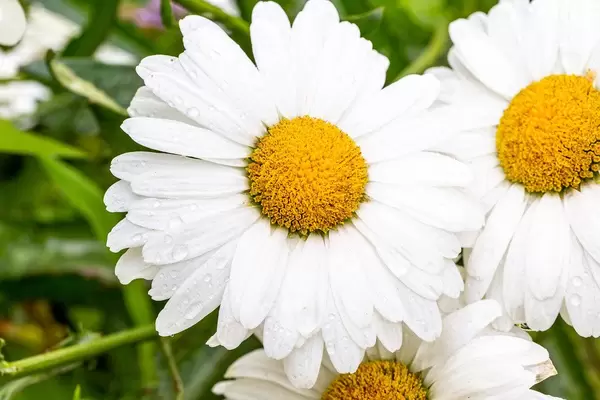 Chamomile flowers with drops of water on the white petals after rain