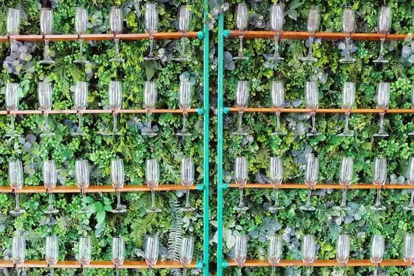 Champagne-Gläser auf einer grünen Pflanzenwand