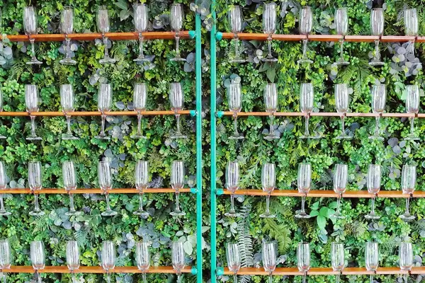 Champagne glasses on a green natural wall (Flip 2019)