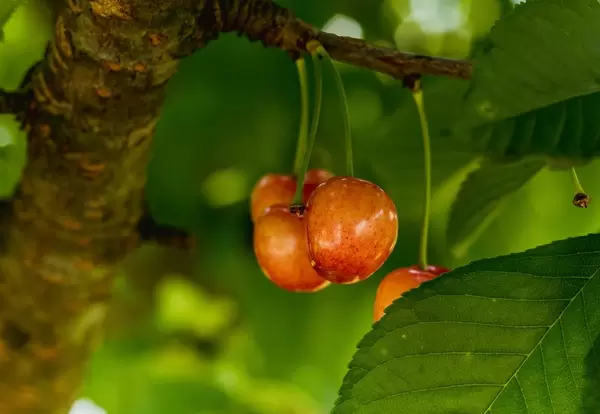 Cherries on cherry tree