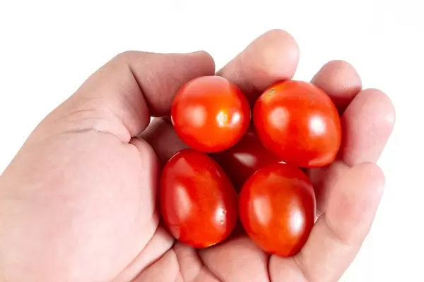 Cherry-Tomatoes-in-the-hand.jpg