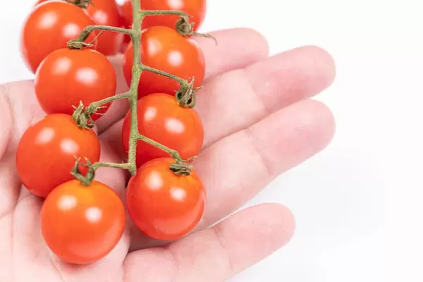 Cherry Tomatoes on the branch above hand