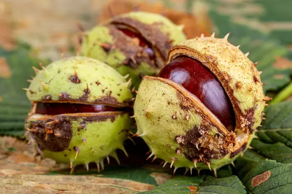 Chestnut fruits in shell and green and yellow leaves