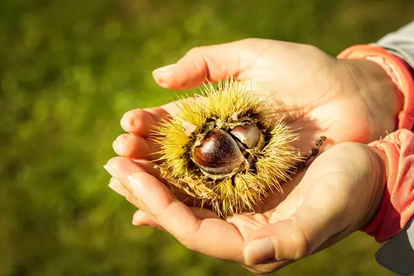 Chestnuts in hand