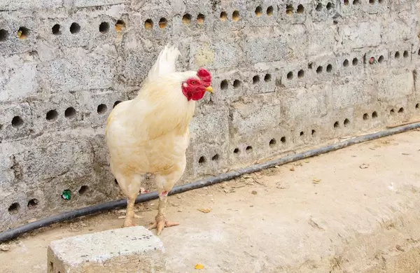 Chicken Close-Up on the road (Flip 2019)