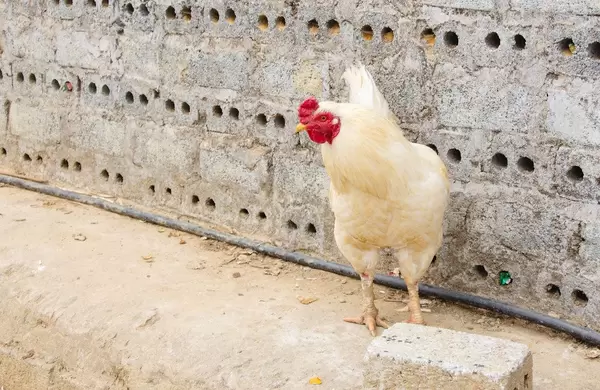Chicken Close-Up on the road