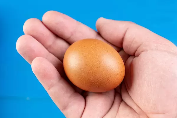Chicken Egg in the hand (Flip 2019)