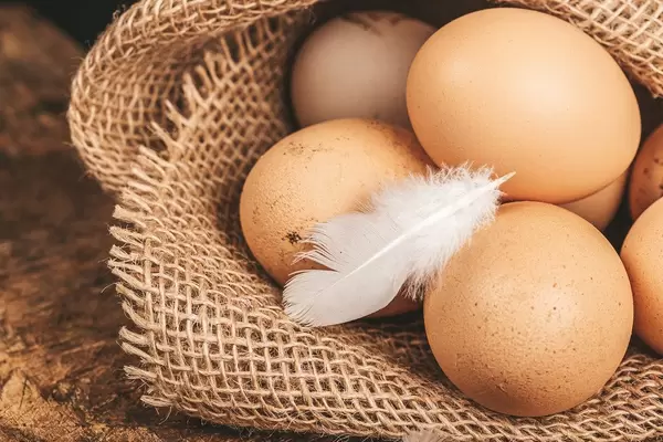 Chicken eggs on burlap with white feather