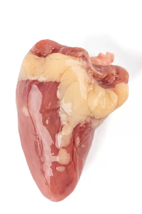 Chicken raw heart on a white background, close up