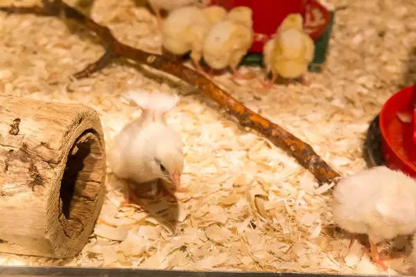 Chicks at the Lincoln Park Zoo (Farm Zoo) in Chicago