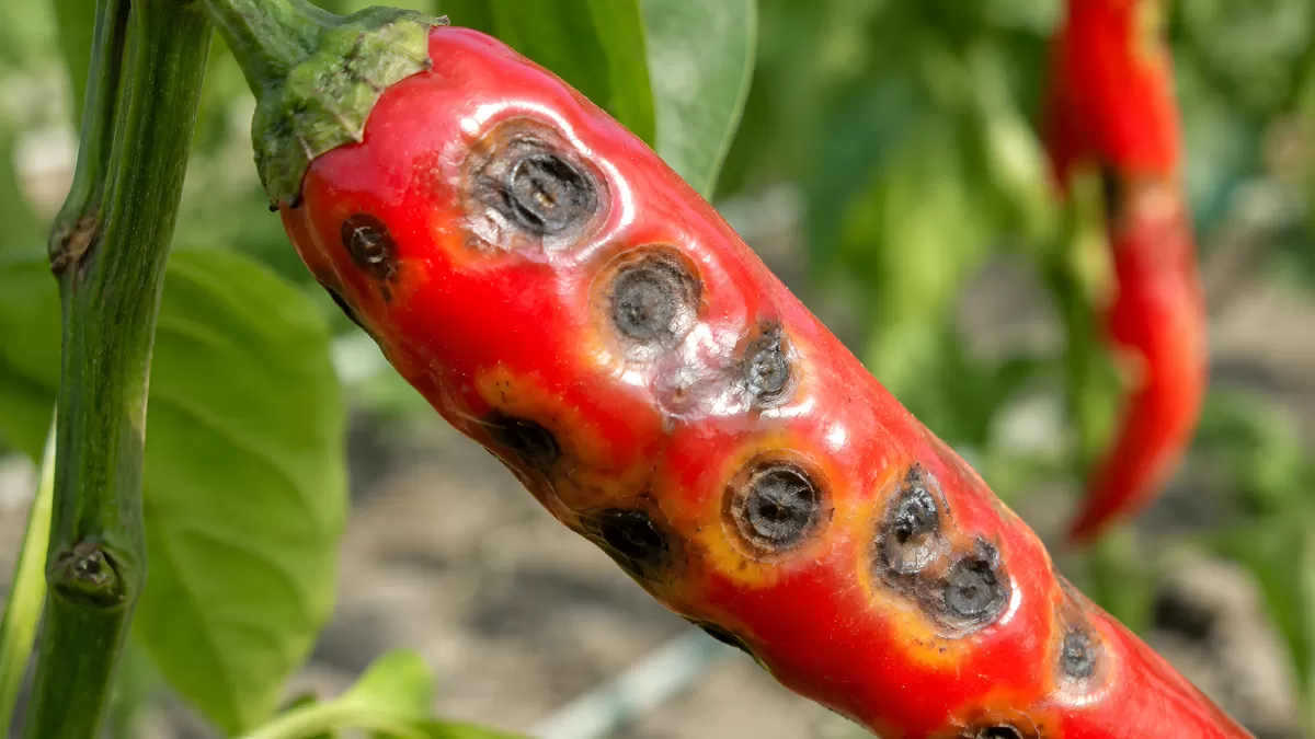 Chilischote mit Anthraknose-Befall am Strauch