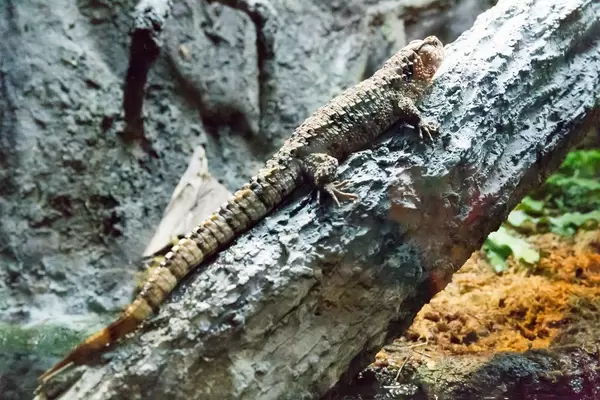 Chinese crocodile lizard (Shinisaurus crocodilurus) at Shedd Aquarium