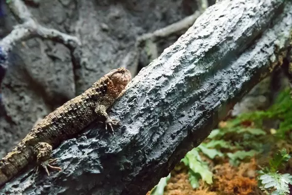 Chinesische Krokodilschwanzechse (Shinisaurus crocodilurus) im Shedd Aquarium