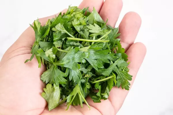 Chopped Parsley in the hand above white background