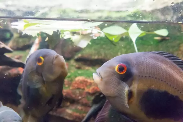 Cichlid at Shedd Aquarium
