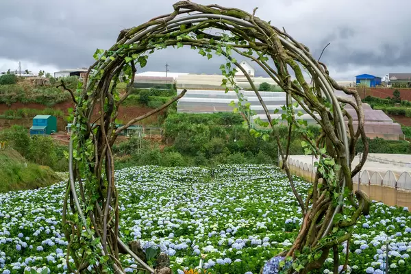 Circle made of Tree Branches and Plants with Hydrangea Flower Farm in the Background