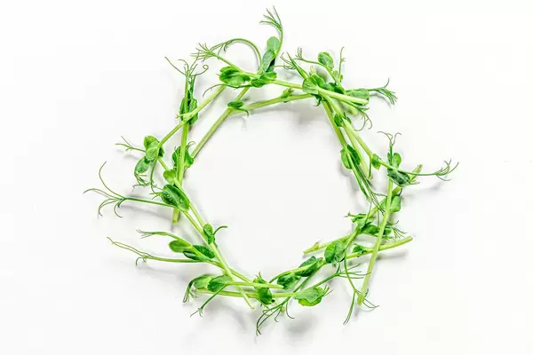 Circle of micro-green peas on a white background. The view from the top (Flip 2019)