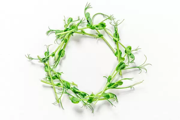 Circle of micro-green peas on a white background. The view from the top