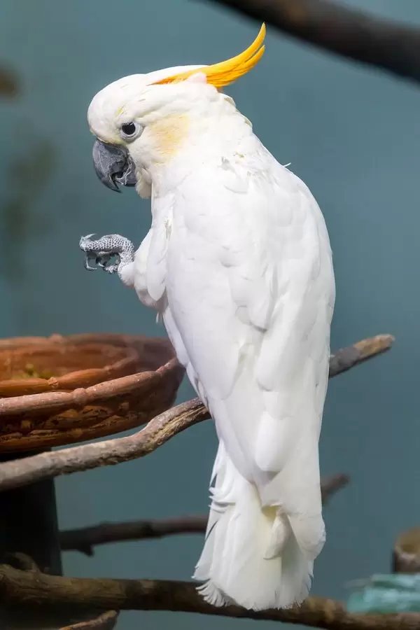 Citron-crested Cockatoo