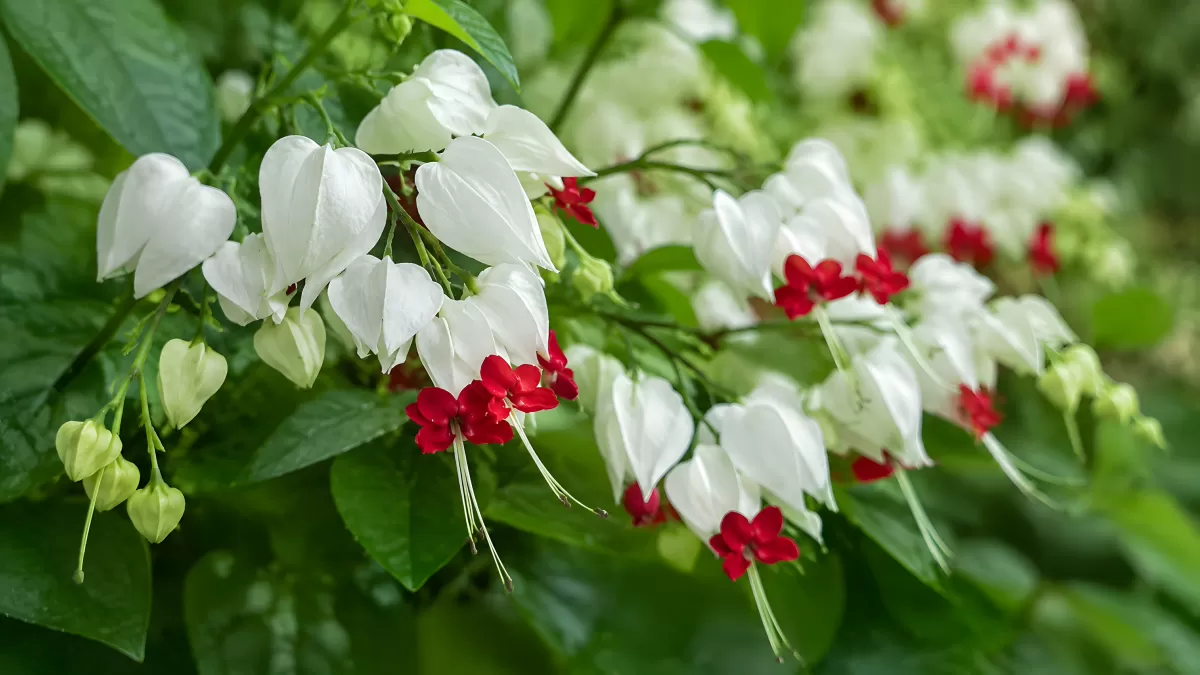 Clerodendrum thomsoniae mit weißen und roten Blüten