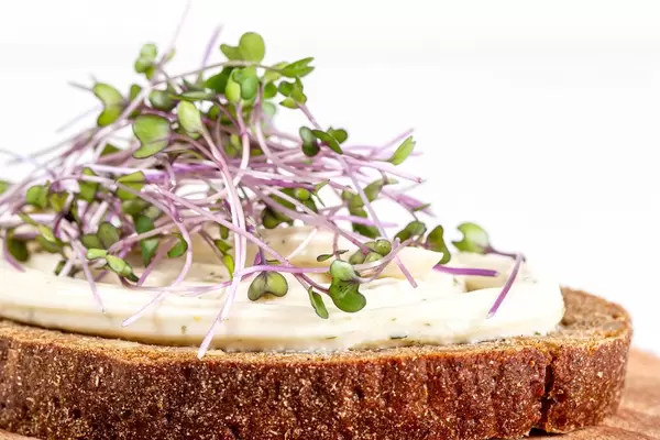 Close-up, a sandwich with brown bread, cheese and micro-greens of cabbage