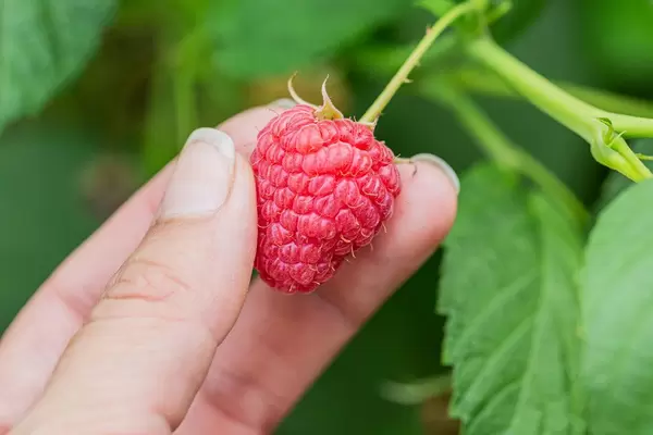 Close-up, a woman's hand picks raspberries from a bush