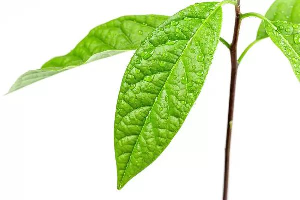 Close-up, avocado leaf with water drops
