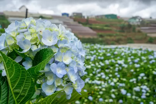 Close Up Bokeh Photo of Hydrangea Flower with Flower Farm in the Background