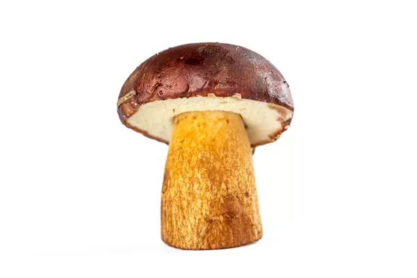 Close-up, boletus mushroom on white background