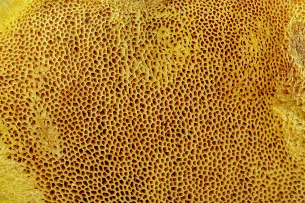 Close-up, bottom of a cap of a mushroom oiler