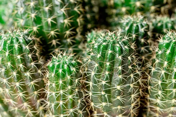 Close-up bush of green cactus with thorns (Flip 2020)