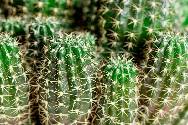 Close-up bush of green cactus with thorns