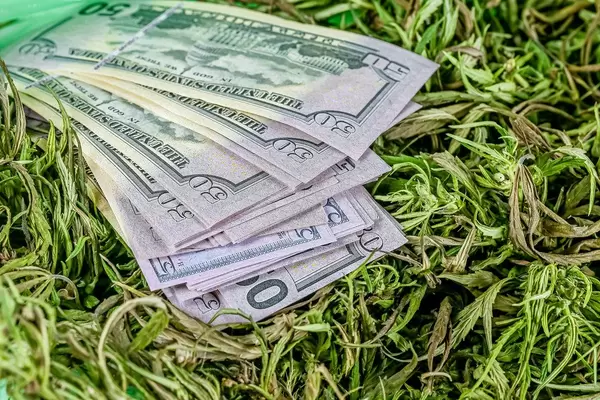 Close-up, dollars on fresh hemp grass. Illegal distribution concept